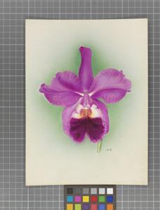 Cattleya Magnet