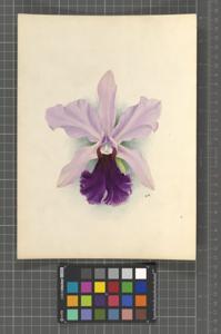 Cattleya Aliciae