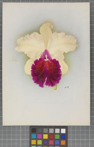 Cattleya Bellona