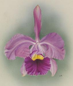 Cattleya Dietrichiana