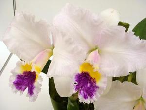 <i>Cattleya</i> Draco