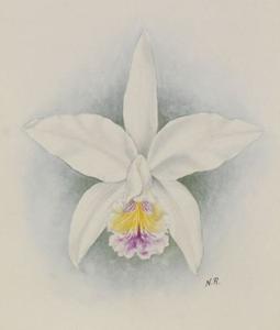 Cattleya Exquisita