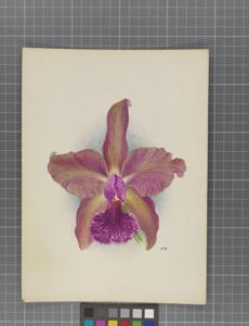 Cattleya Germania