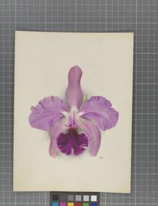 Cattleya Germania