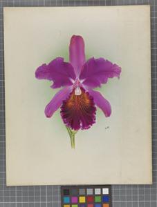 Cattleya King Victor