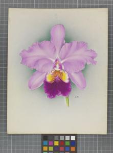 Cattleya Olympus