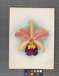 Cattleya Rhoda (1908)