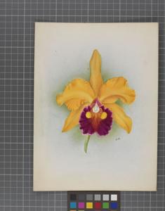 Cattleya Rhoda (1908)