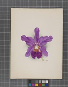 Cattleya Saint Gilles