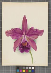 Cattleya Berthe Fournier (1898)