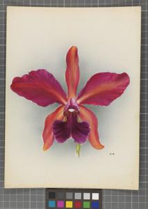 Cattleya Berthe Fournier (1898)