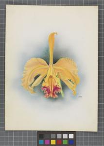 Cattleya Germania