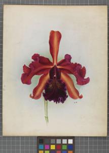 Cattleya Orion (1909)