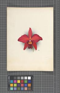 Cattleya Blackii (1909)