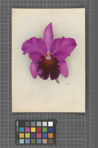 Cattleya Magnet (1924)