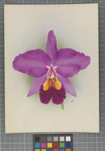 Cattleya Albion