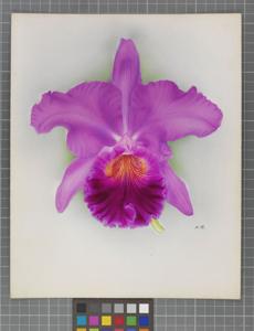 Cattleya A. M. Nicholas