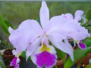 Cattleya Armainvillierensis (1)