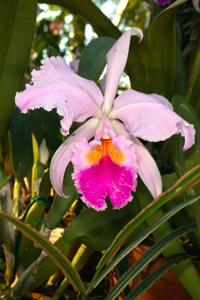 Cattleya Blanchelys