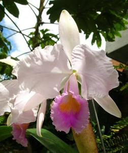 Cattleya Cappei (1902)