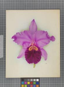 Cattleya Chelsea