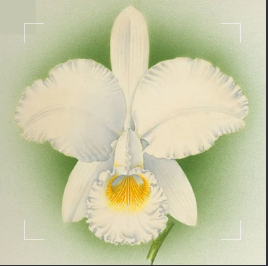 Cattleya Douai