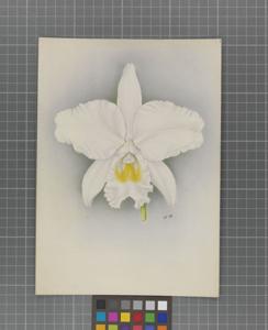 Cattleya Esther Waldegrave