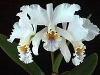 Cattleya Furnes