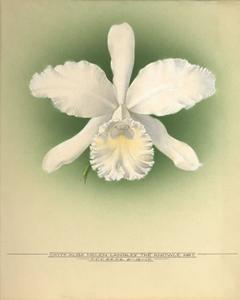 Cattleya Helen Langley