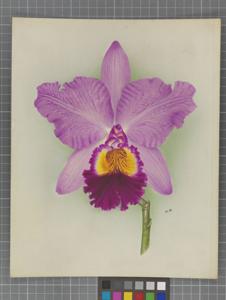 Cattleya Hesperus