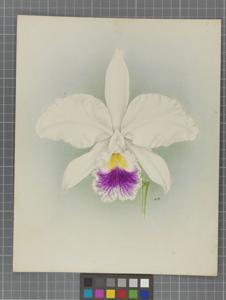 Cattleya Hesta