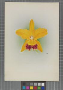 Cattleya Illustris