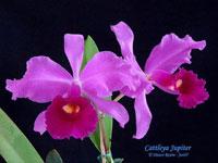 Cattleya Jupiter