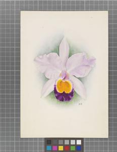 Cattleya Lady Ingram