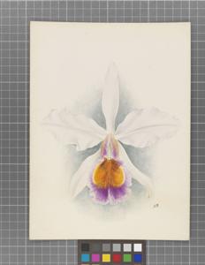 Cattleya Lady Ingram