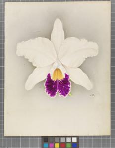 Cattleya Lorna