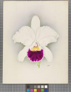 Cattleya Lorna