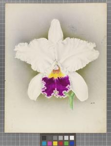 Cattleya Lorna