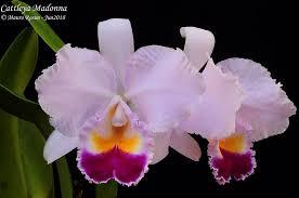 Cattleya Madonna