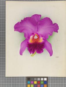 Cattleya Majestic