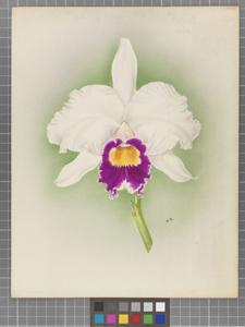 Cattleya Merope