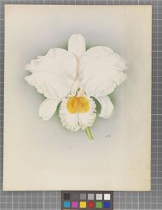 Cattleya Minnehaha