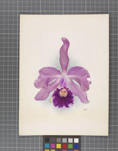 Cattleya Prince Edward