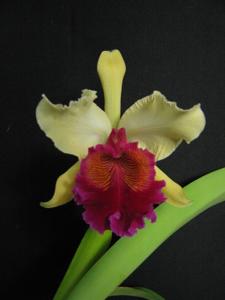 Cattleya Prince John