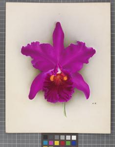 Cattleya Prince of Wales