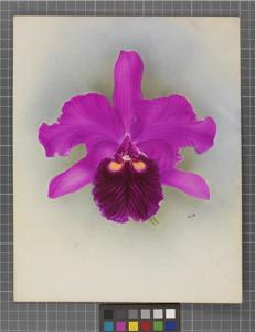 Cattleya Queen Mary