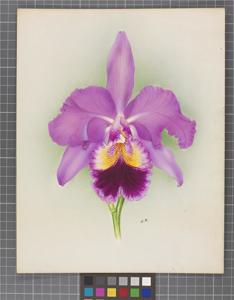 Cattleya Rajah