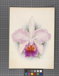 Cattleya Robert de Wavrin