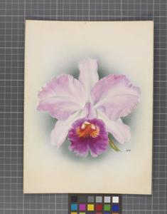 Cattleya Robert de Wavrin