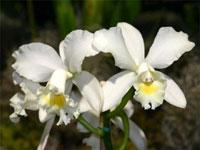 Cattleya Snow Queen